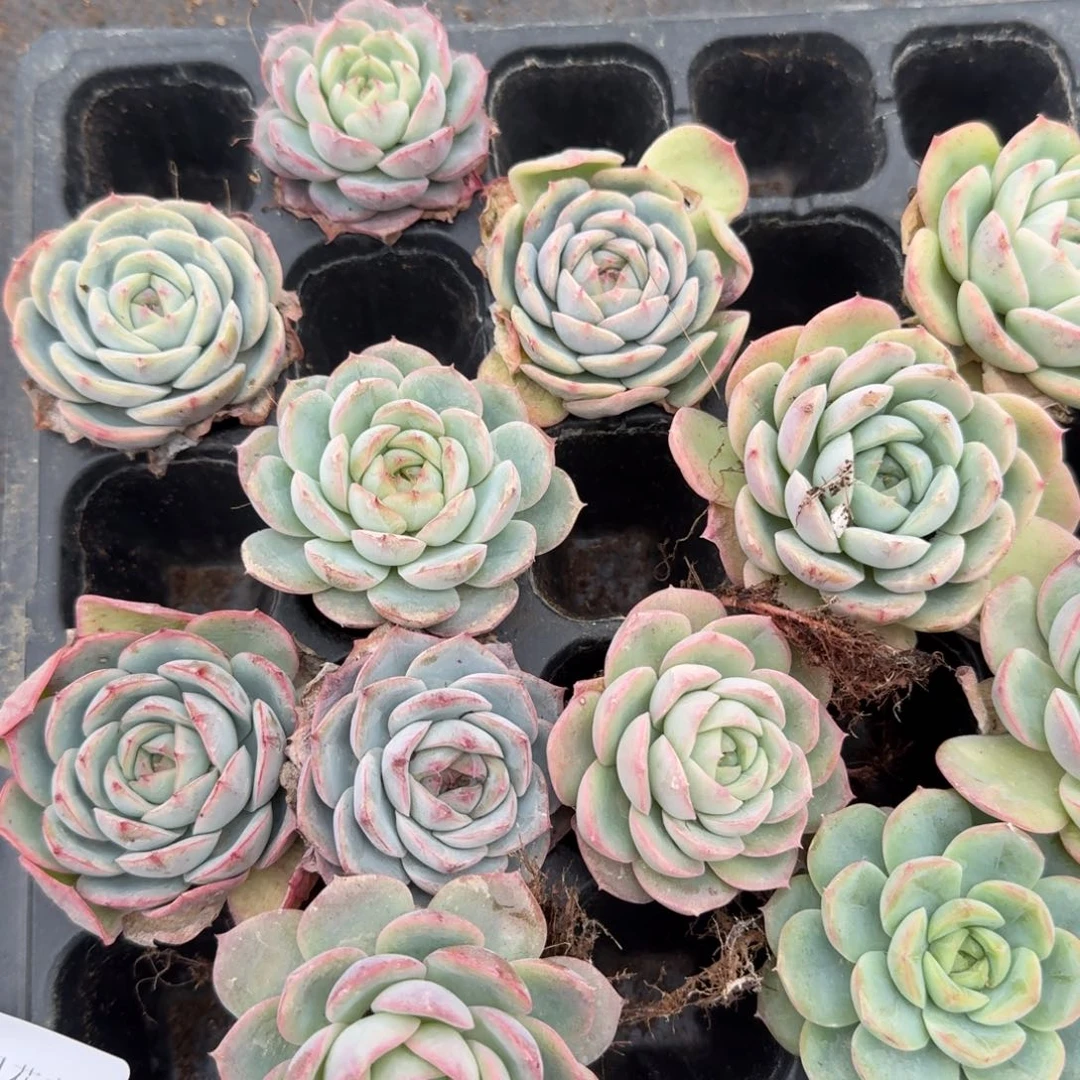 20-25月影杂交晚霞十棵大的量拍