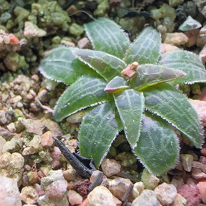 开播福利来啦。  586