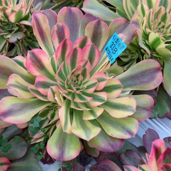 红袖3338多肉植物