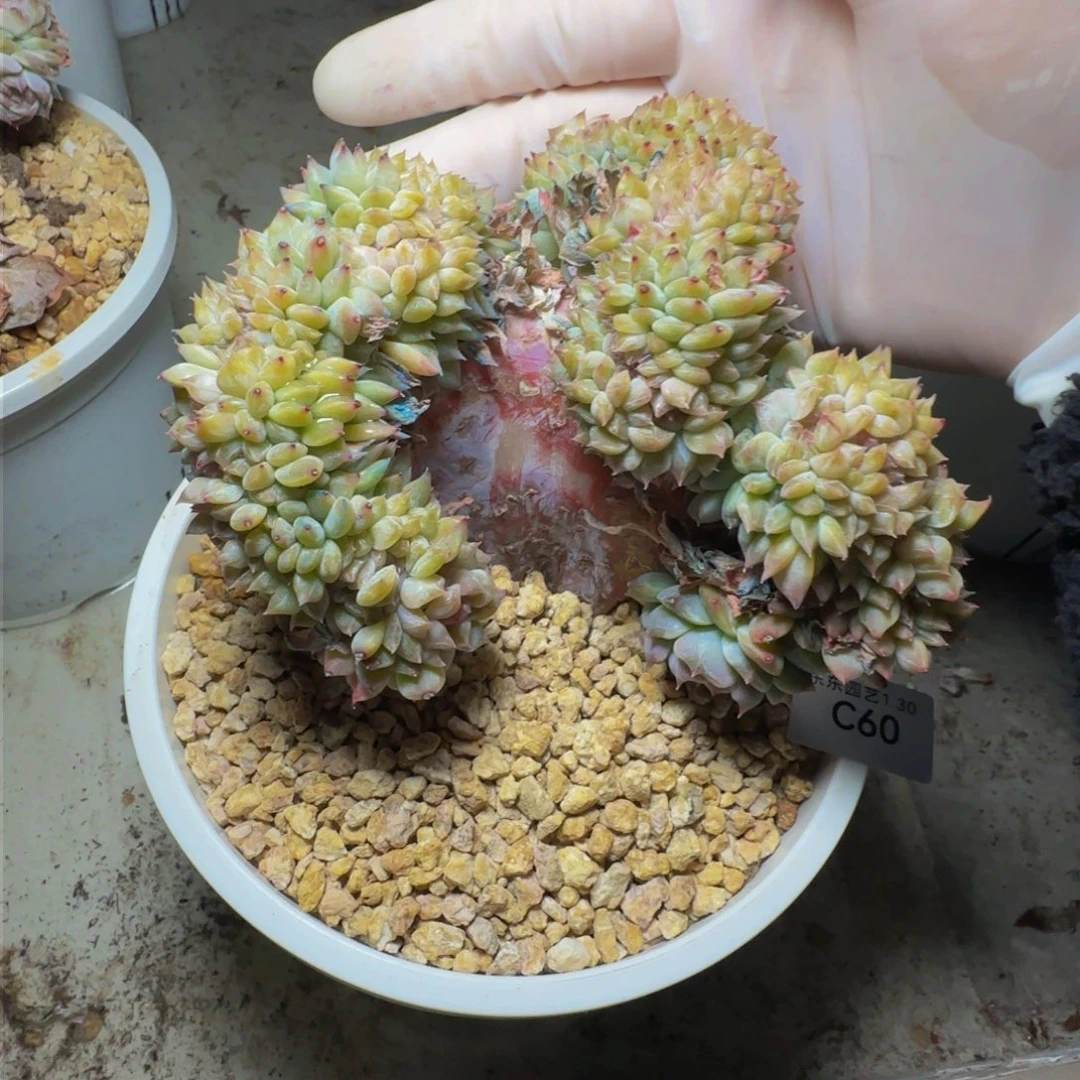 T****uc c c c c c c c 60