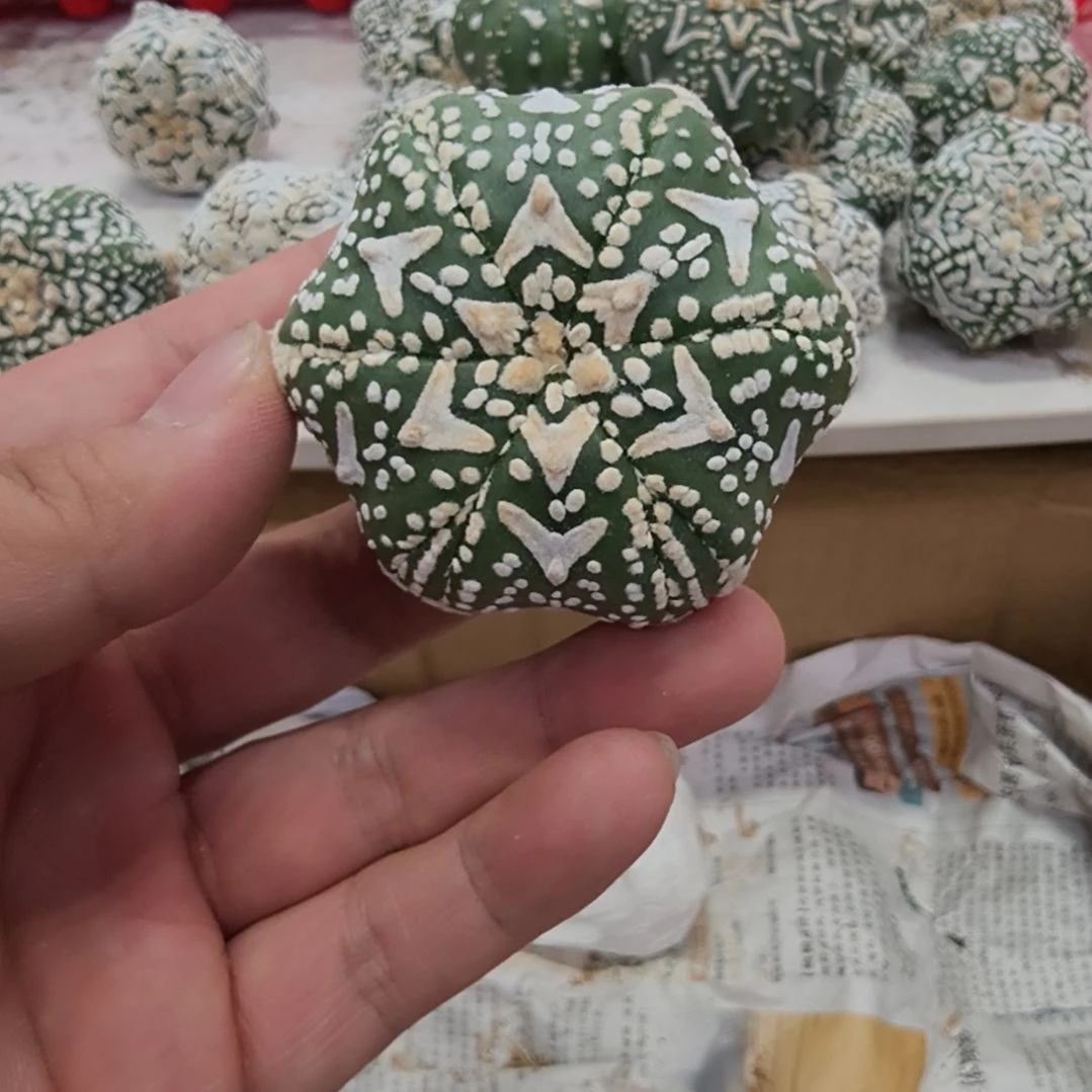 乌***雪六棱六复琉璃V兜哈哈哈