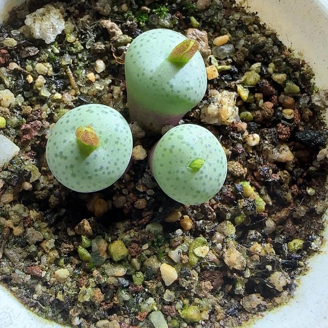 ᥫ***丁哈哈哈哈哈哈哈哈哈哈54490