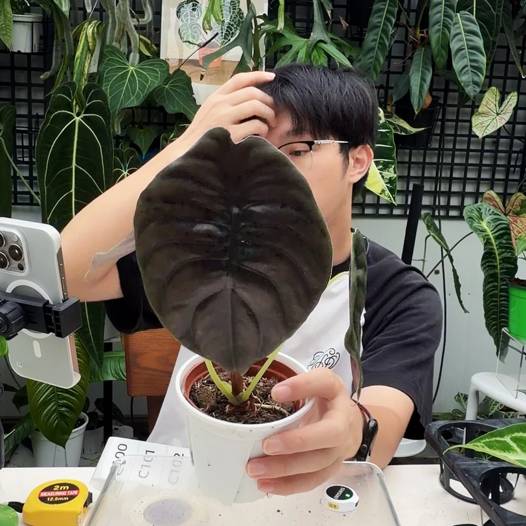 不开花植物C100  黑铜