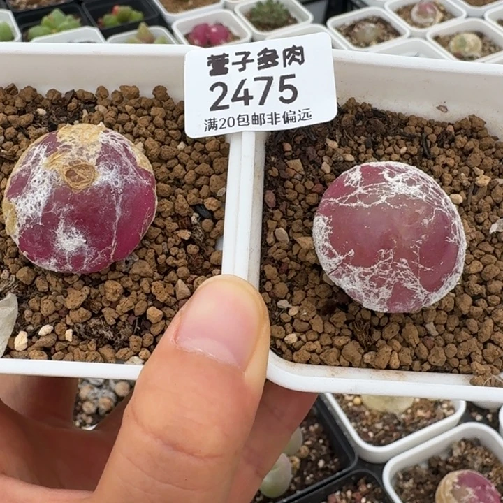 2475两颗带盆发货8000。