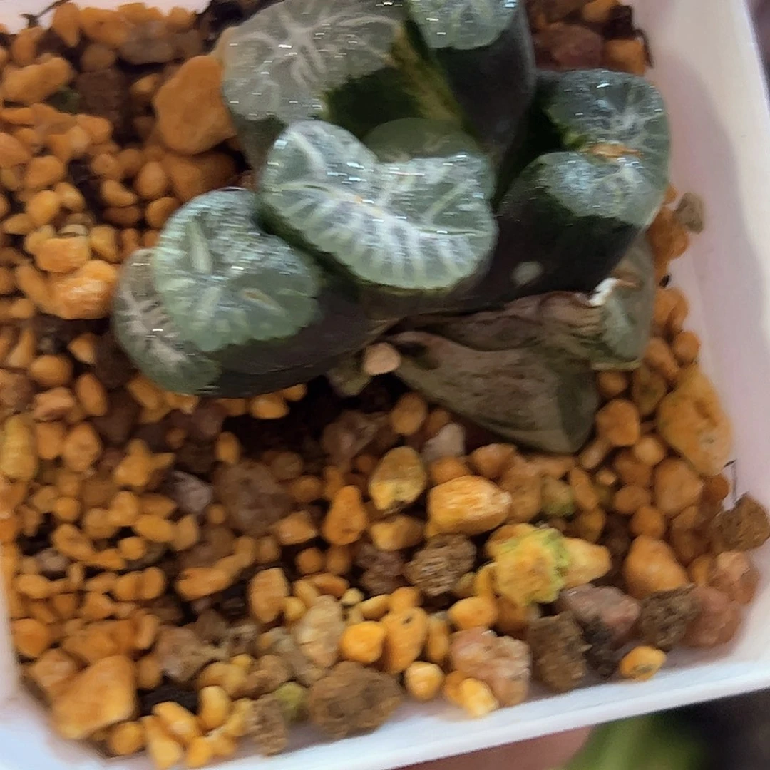 花玲锦十二卷多肉植物