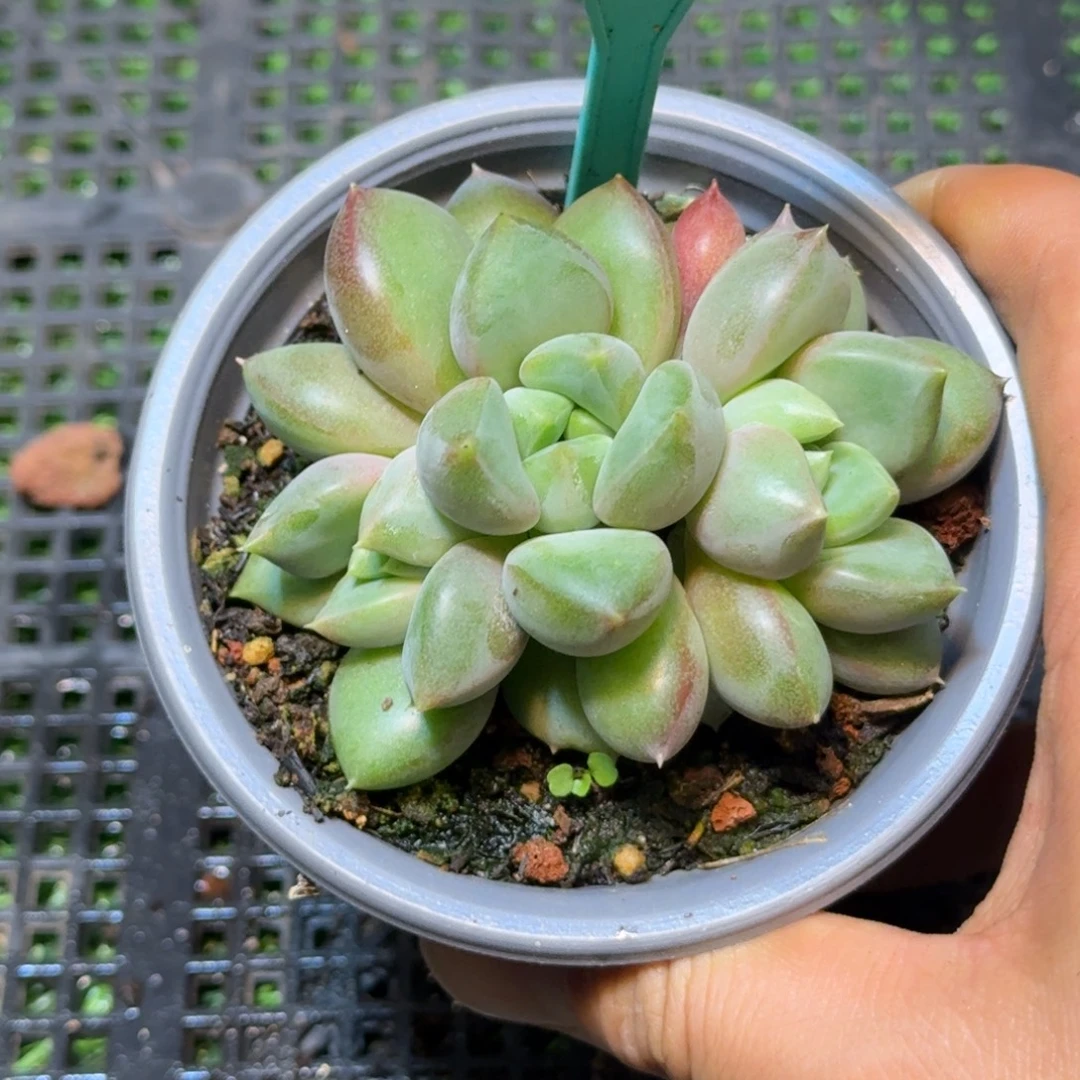 多肉植物象牙群413
