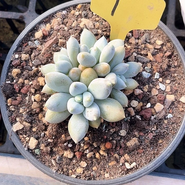 怡***”黄真的是个啥时候去了吗