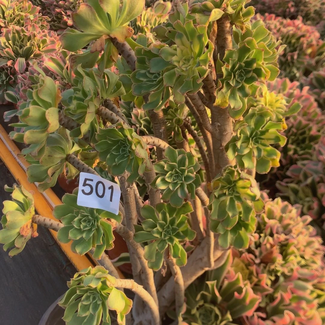 糊*婆501艳日伞多肉植物