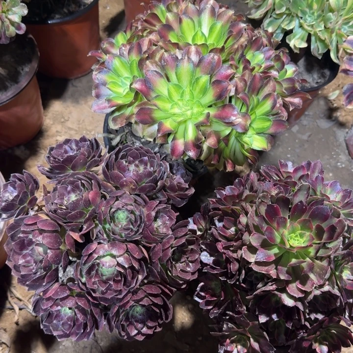 黑金掐心➕韶华➕安娜19.8