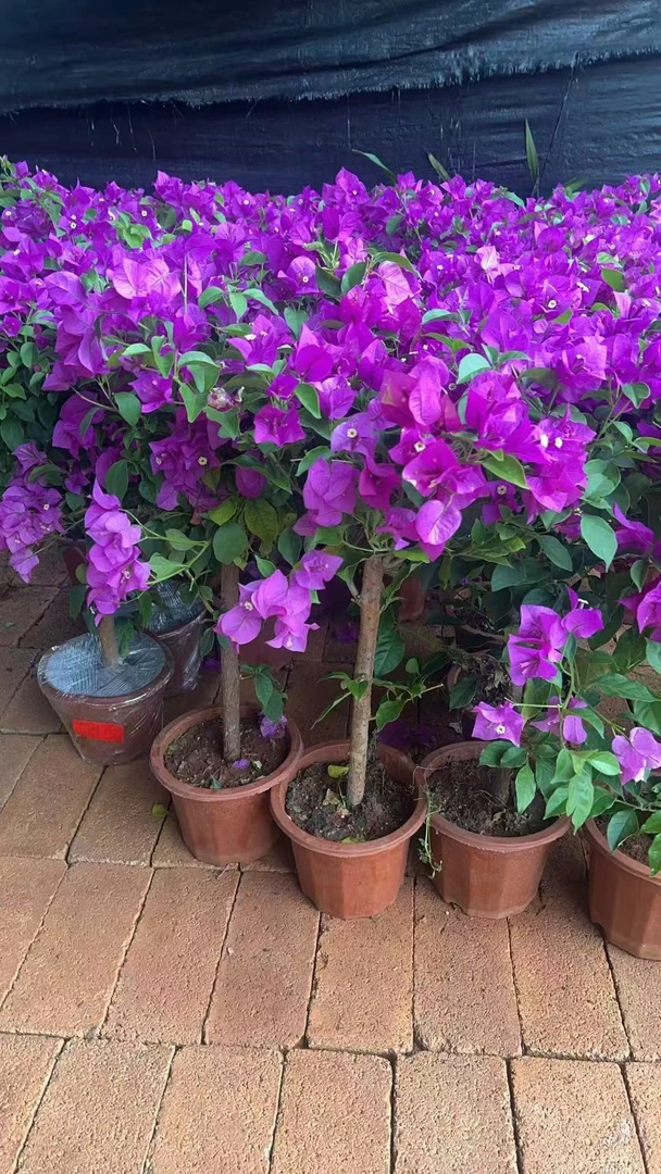 【高50-70精品三角梅棒棒糖】云南紫带花苞带花开花绿植花卉