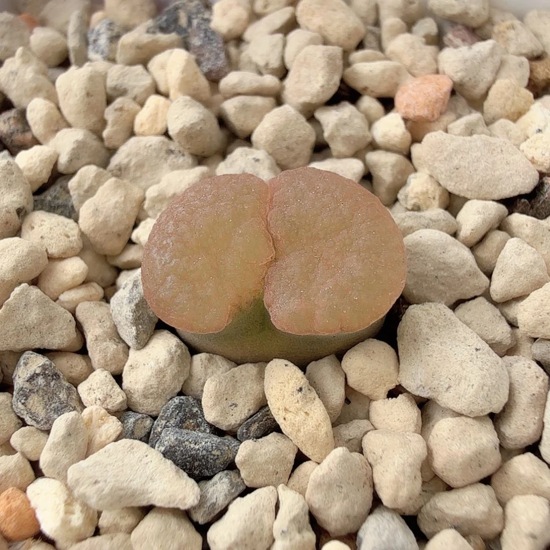 ʚ***ɞ雪花磁铁 Bank 7-7-L28