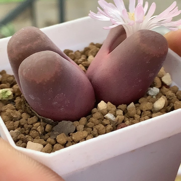 精品多肉植物精品多肉