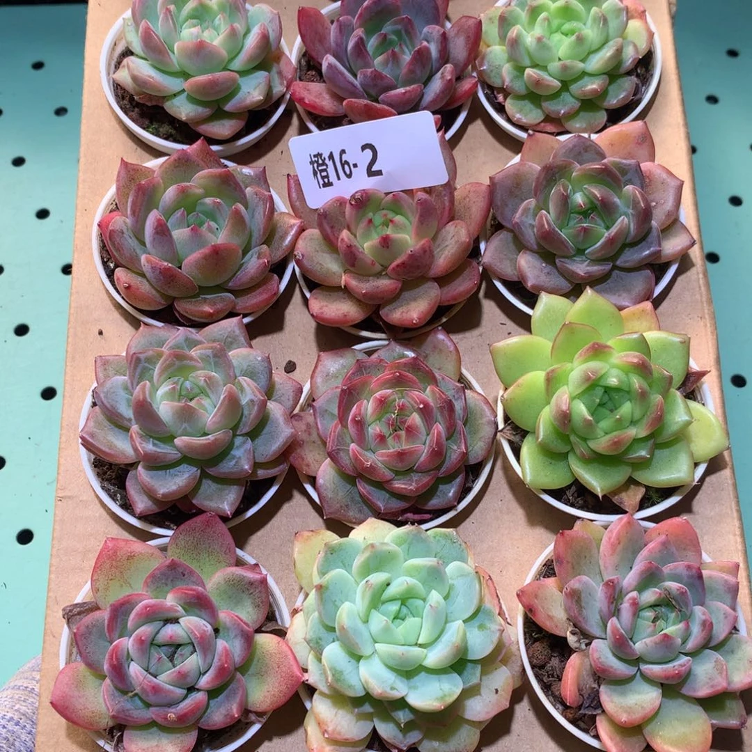 16-2一物一拍多肉带盆18颗
