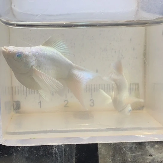 钻石眼瓷白玛丽亚成一对