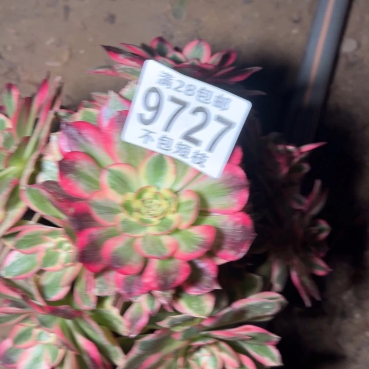 云河多肉植物法师9727