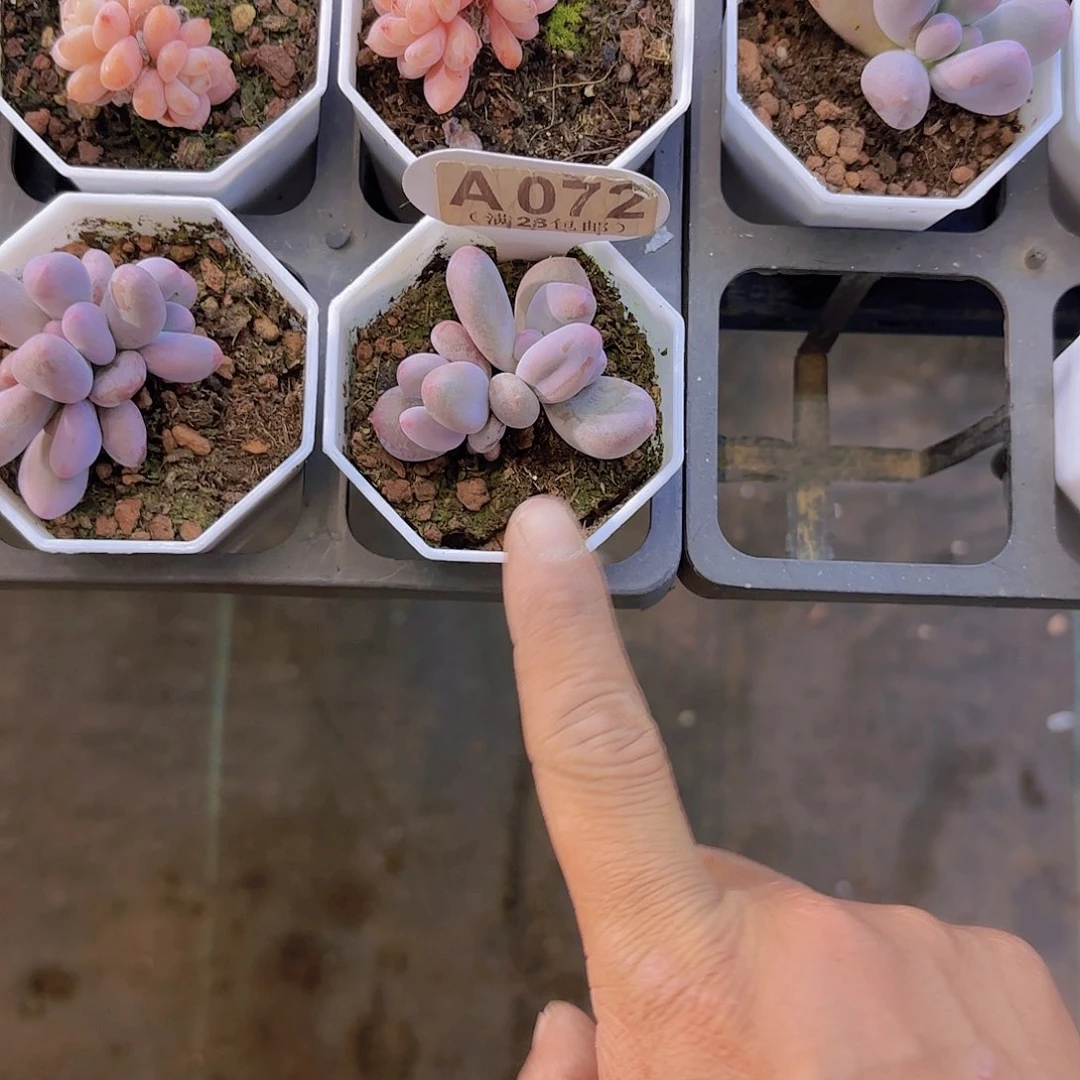 七*?A072Mike奶一物一拍