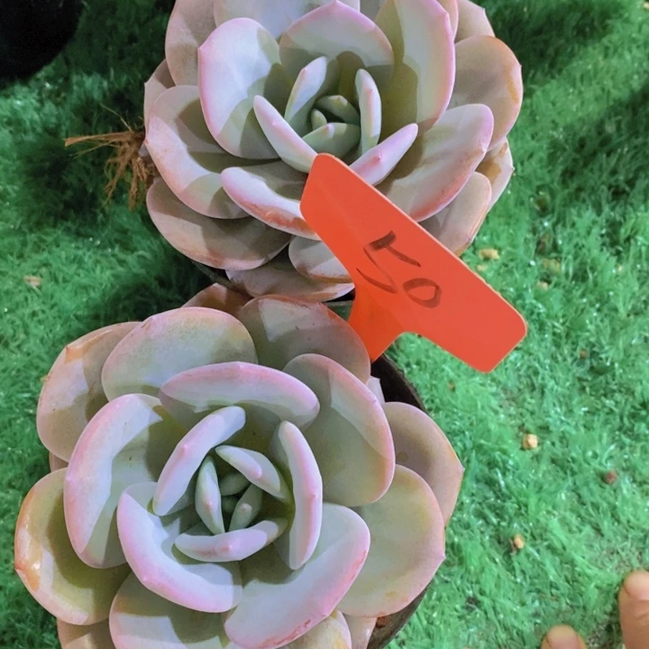 这些东西你就可以随便用