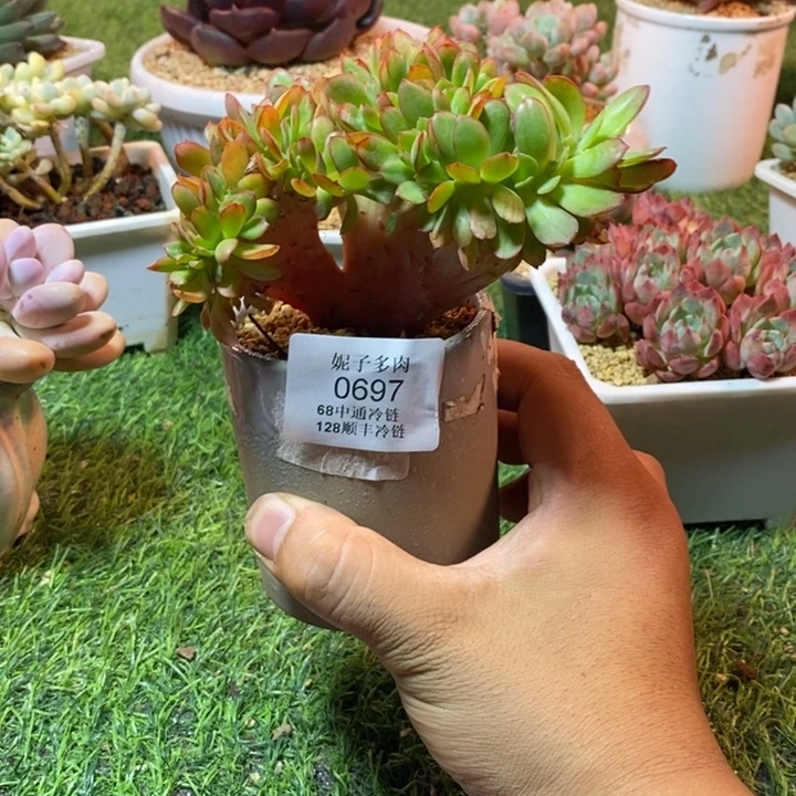 0697啊啊啊啊啊啊啊啊啊啊