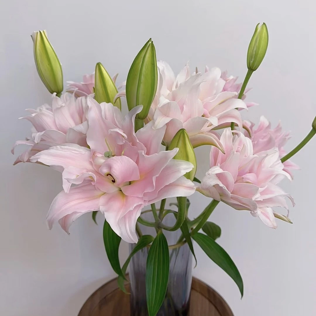 【AAA级女神重瓣百合】顺丰包邮基地直发