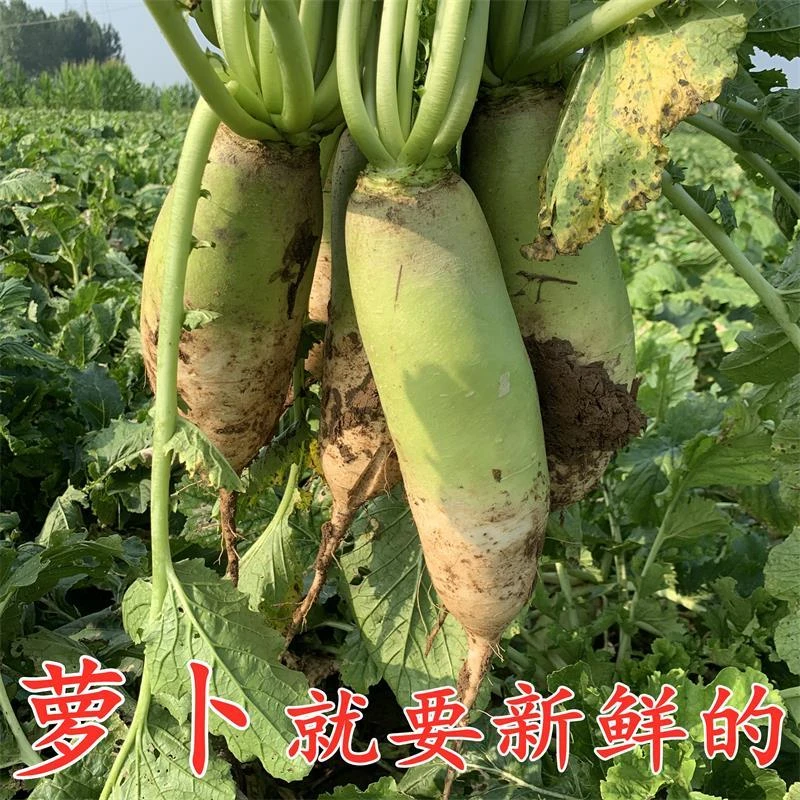 【新鲜现挖】青萝卜河南老品种萝卜新鲜现挖清脆爽口农家自种
