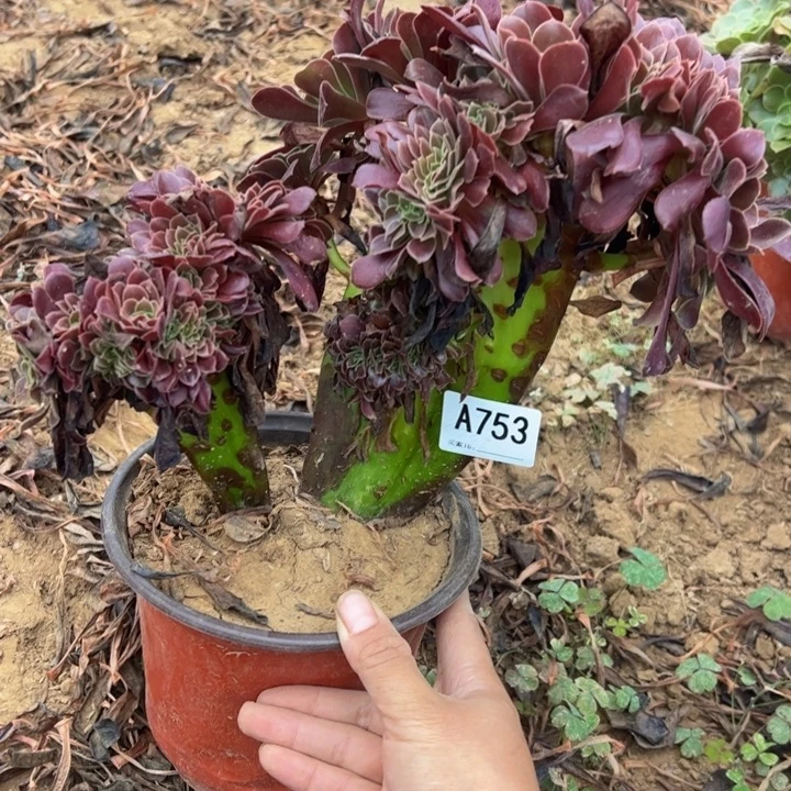 欧缀多肉植物753.