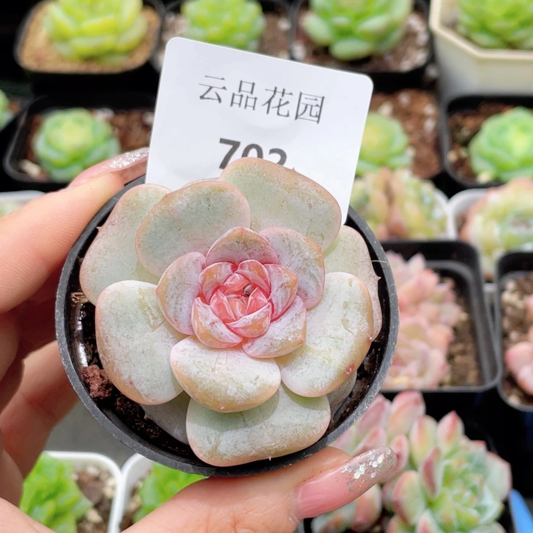 南***风702号糖心冰心珍妮 月兔