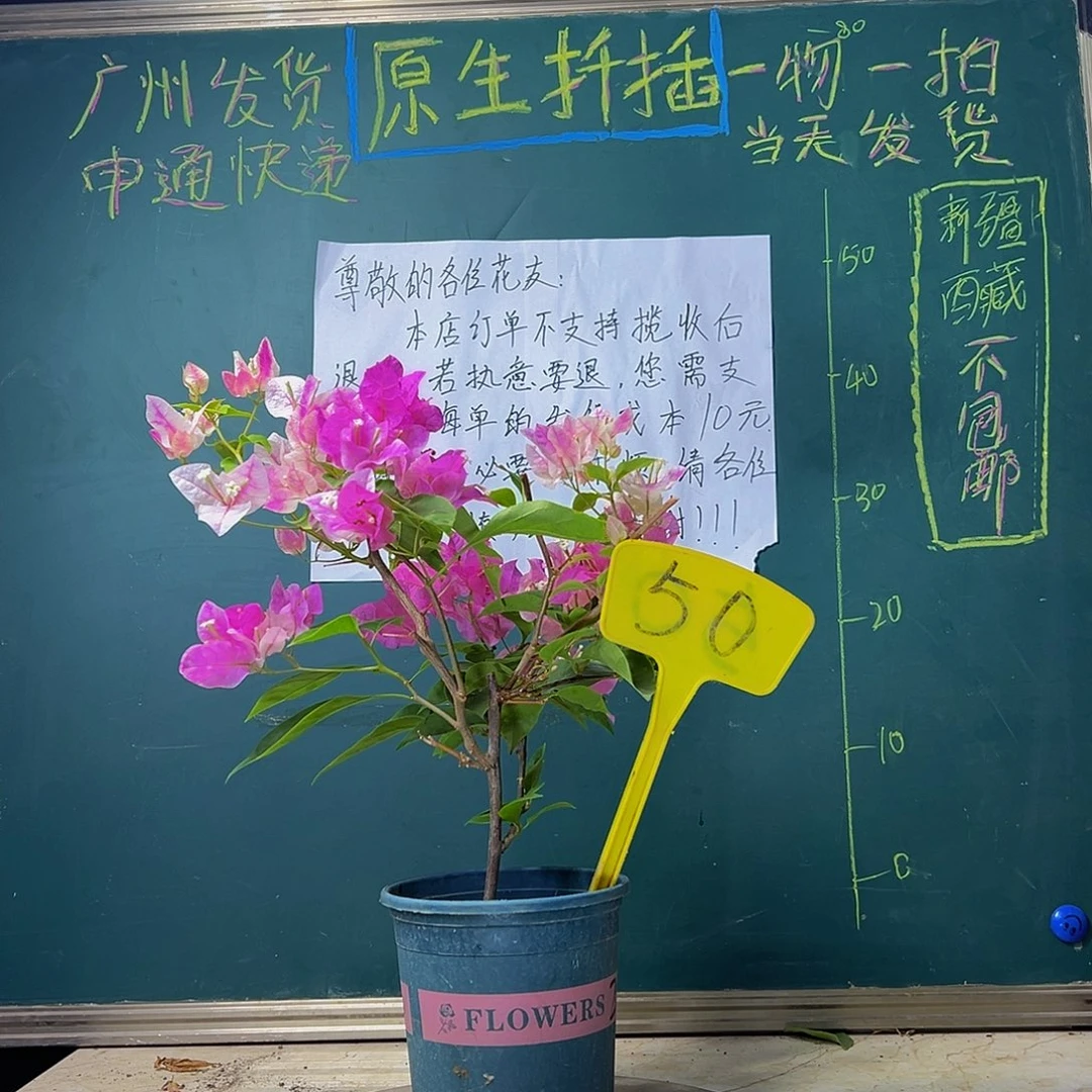 当前无花栽培后可以开花 漳红樱 50