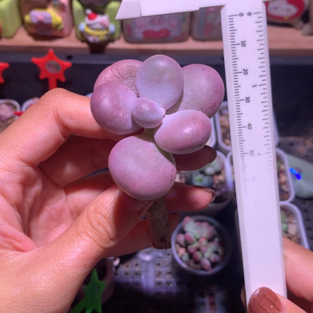 库普 精品韩国奶酪多肉