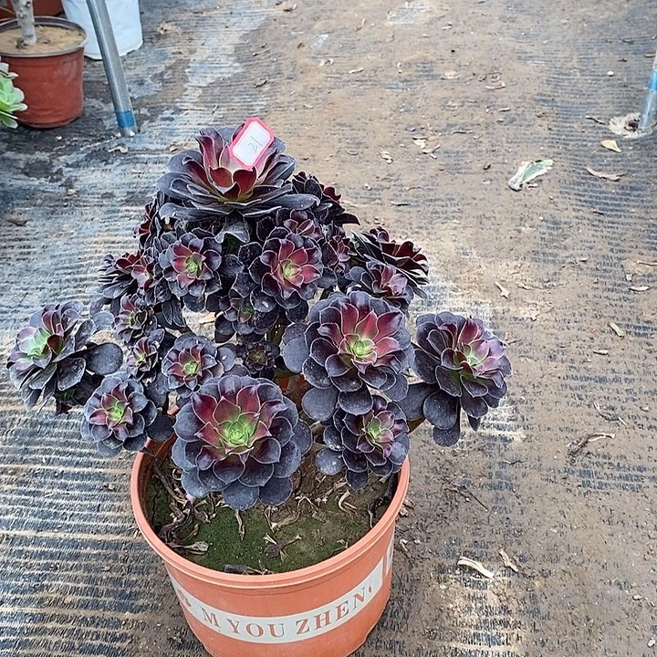 21，花纳锦135677899000