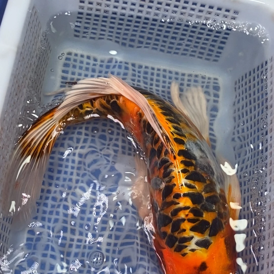 海水鱼冷水锦鲤包邮
