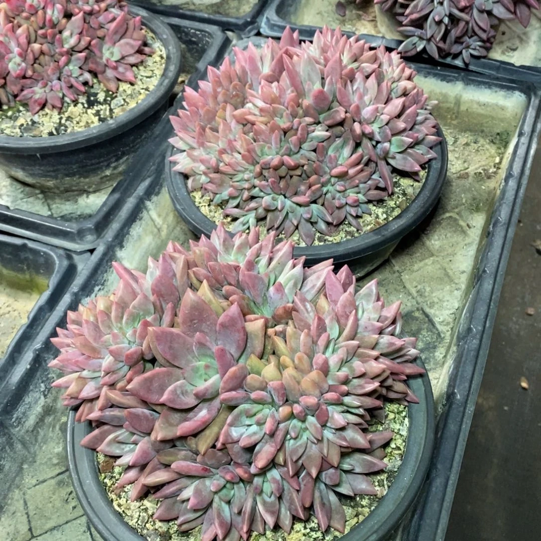 啊军喵多肉桃花缘缀