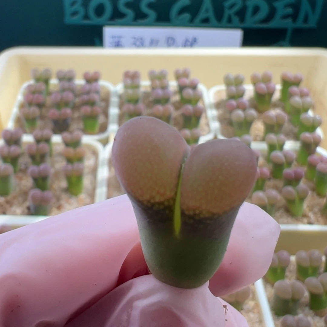 S****152/pv1089 青蛙2.5年。