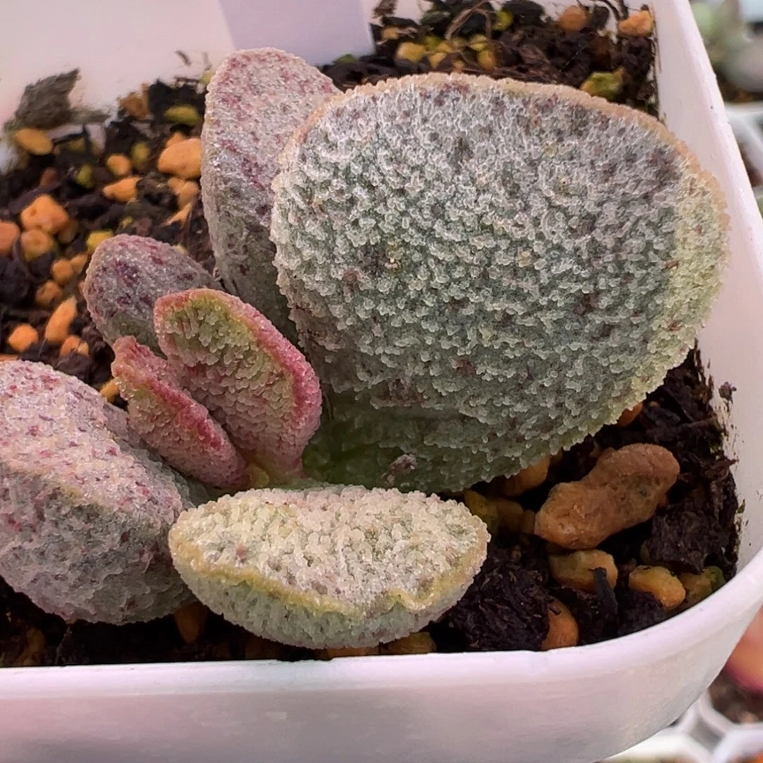 实生新品多肉植物水泡多肉植物