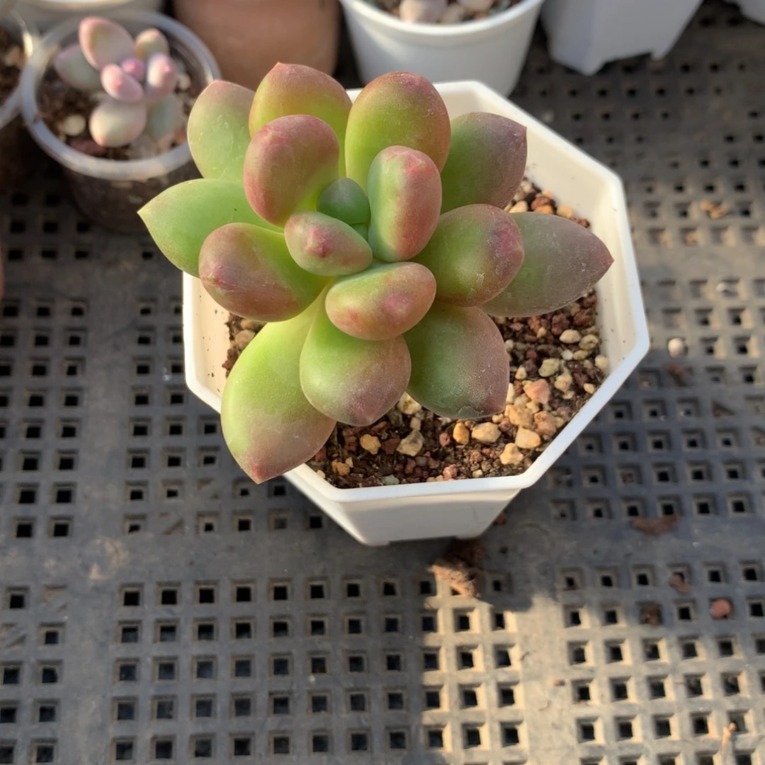 杂交可能会掉叶子啊