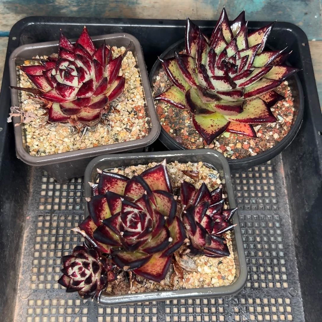 小****绣多肉精选编号0121.195