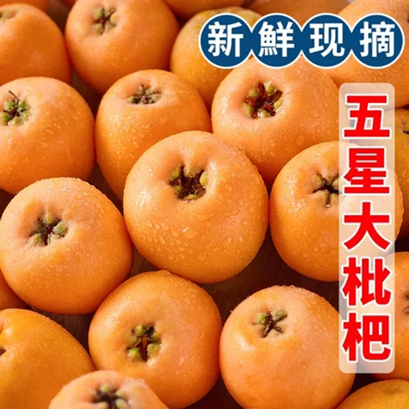 【现摘现发】正宗资中甘露高山老树五星枇杷鲜果水果1