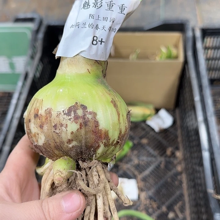 朱顶红魅影重重8厘米