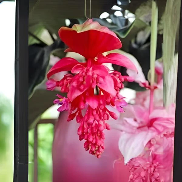 【宝莲灯种子】四季种植盆栽地栽阳台小院种植