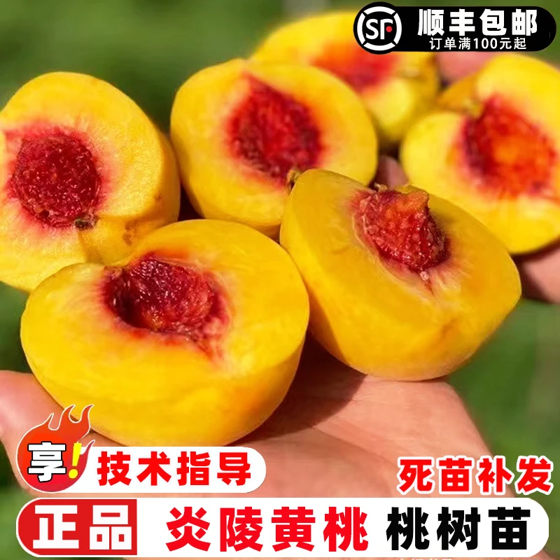 桃树果苗嫁接炎陵黄桃树苗特大早熟脆甜黄桃苗庭院盆地栽种植果树
