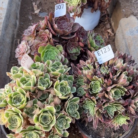 多肉植物迈巴赫花月夜朝霞