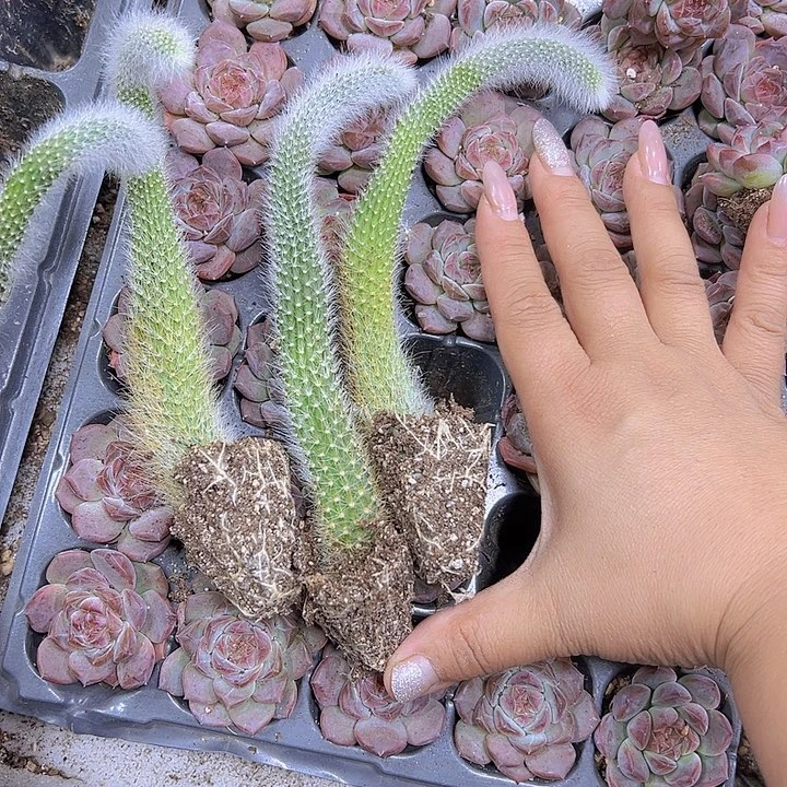 长九尾3根19包邮多肉植物
