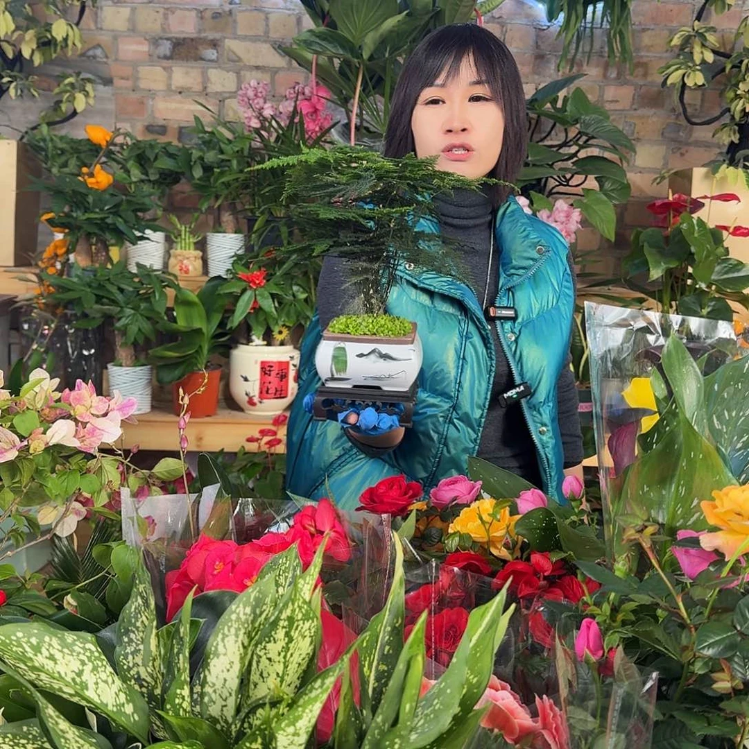 完全开放陶瓷盆文竹