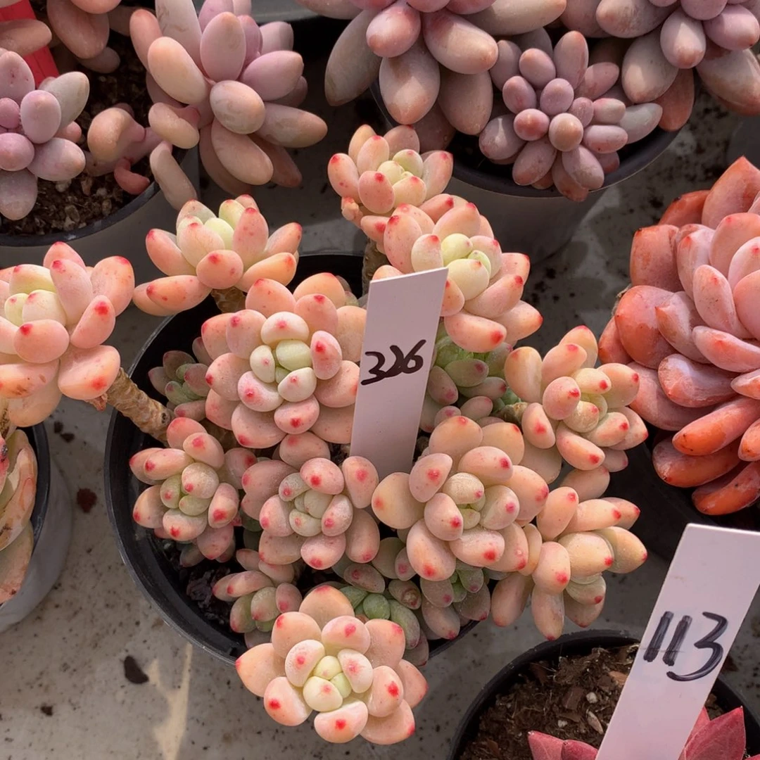 ʊ***酱yinghuakuoqi73737373783