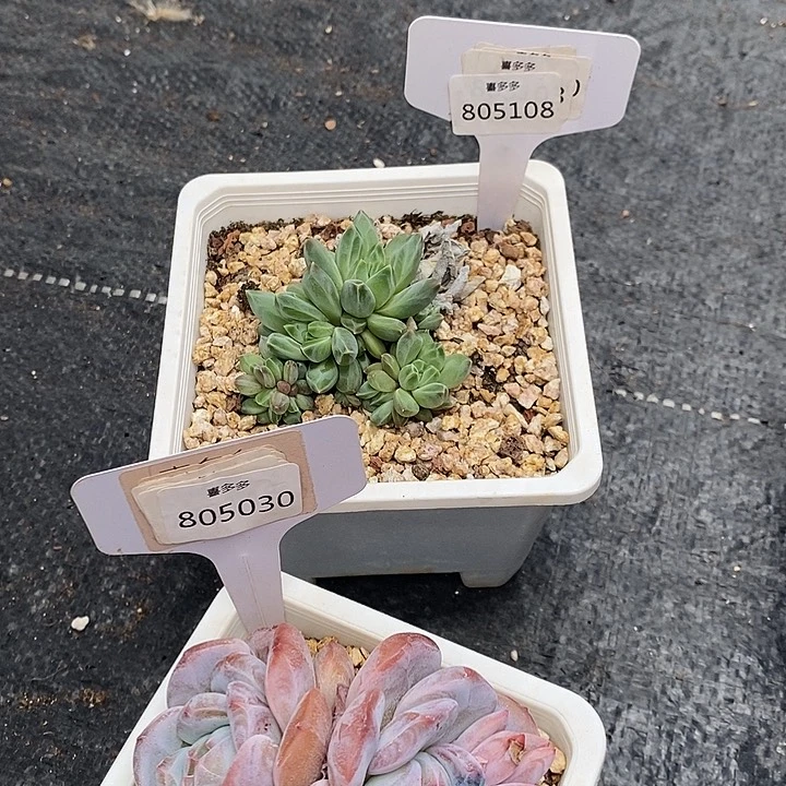 请****）福利多多805108，805030