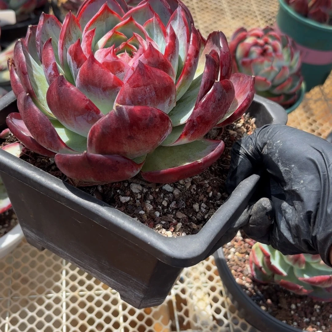 蛋***子不好哈哈哈哈宝贝宝贝宝贝