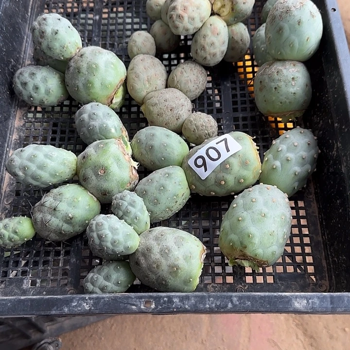 爱***宠无花朵清货习瑕疵907