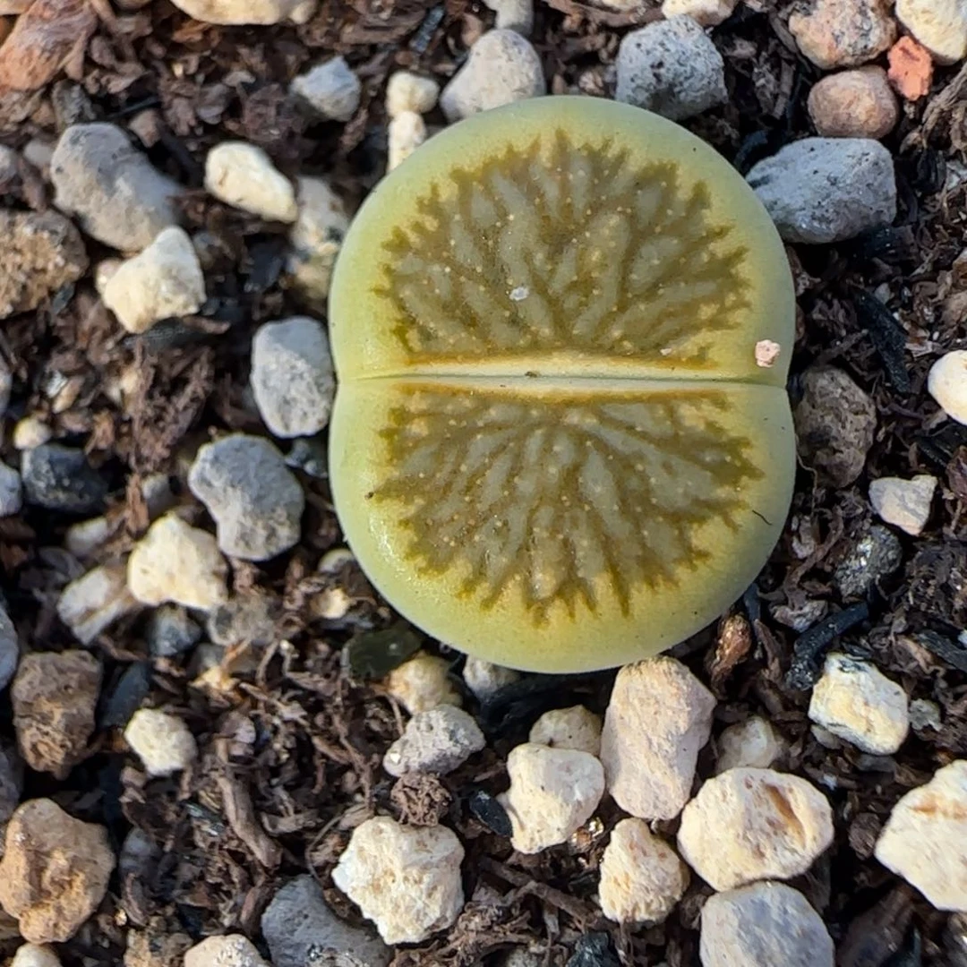 星空密纹黄巴黎绿菊开播福利