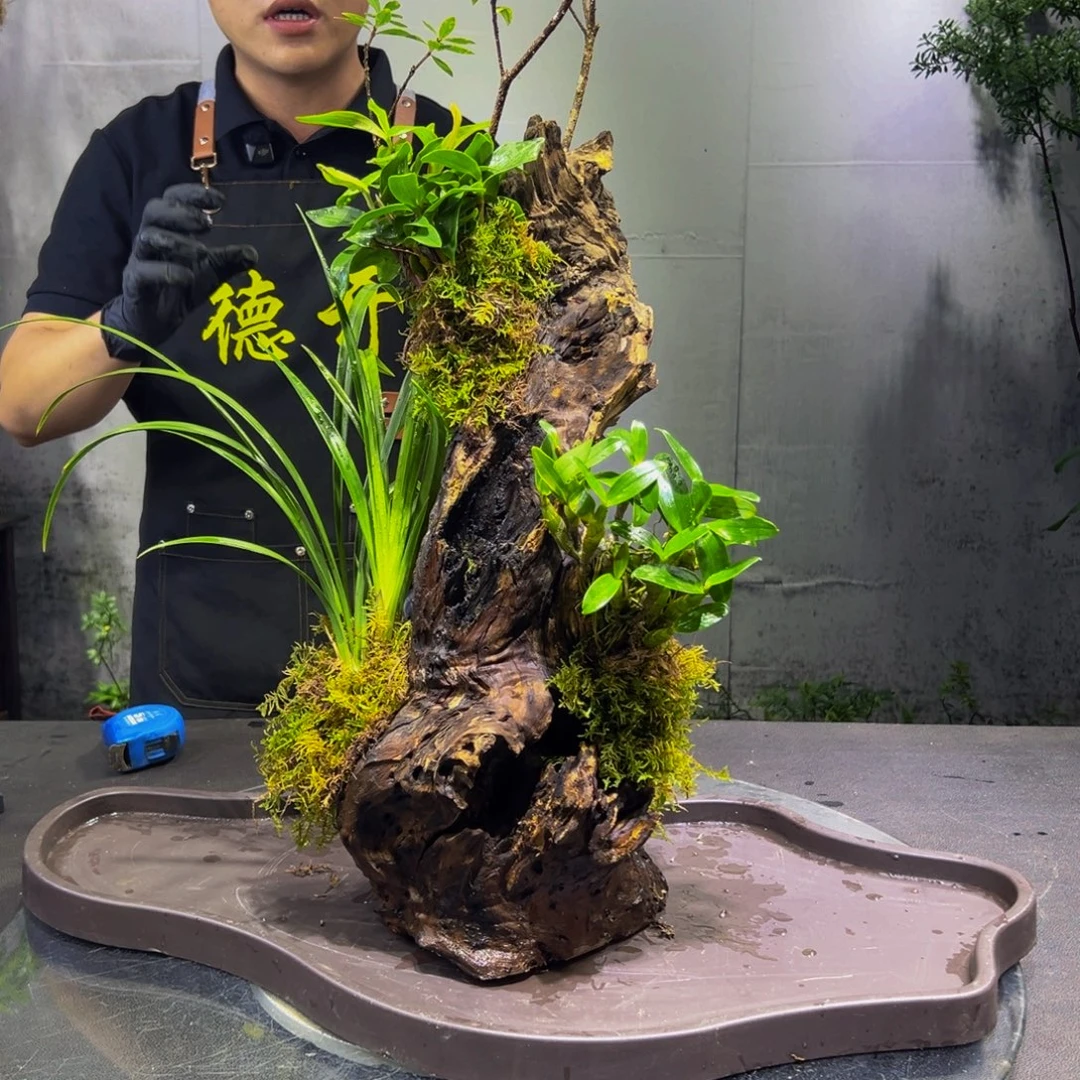 《***》无花朵11111111111111