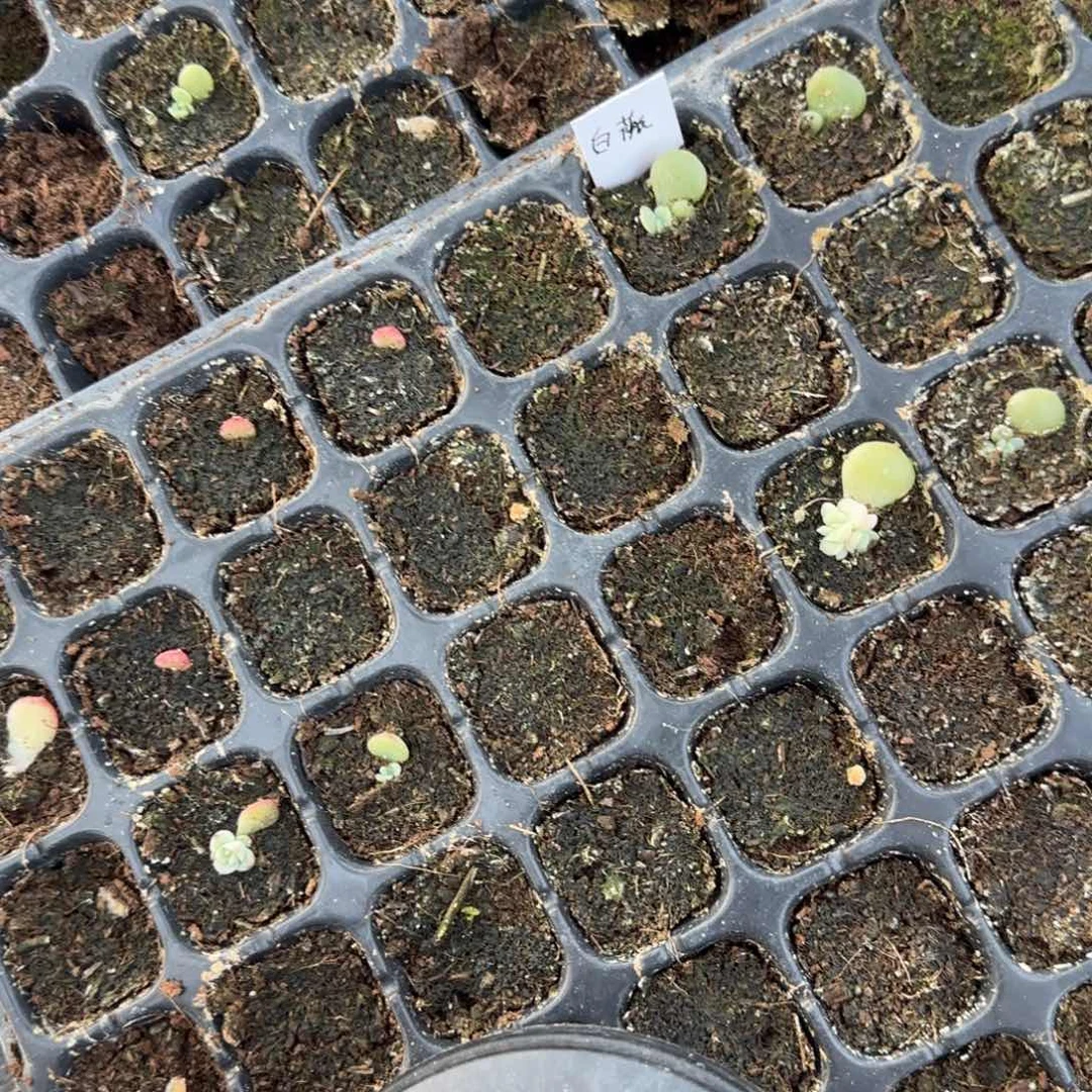 白薇穴一个满25包邮