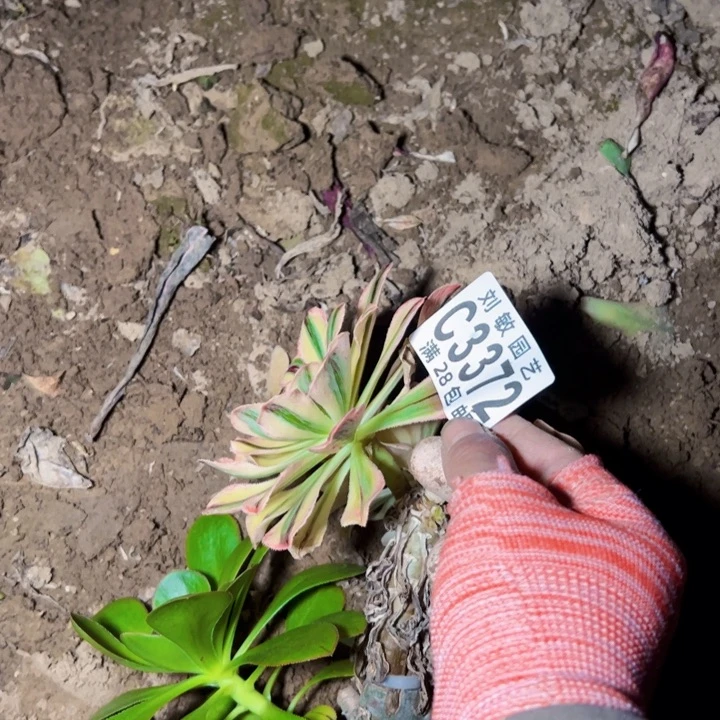 纪*3372拉丝锦锦法师多肉植物